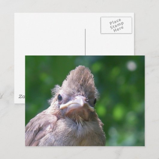 boze baby vogel briefkaart (Voorkant / Achterkant)