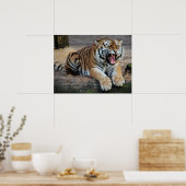 Boze Brullende Tijger Foto Poster (Keuken)