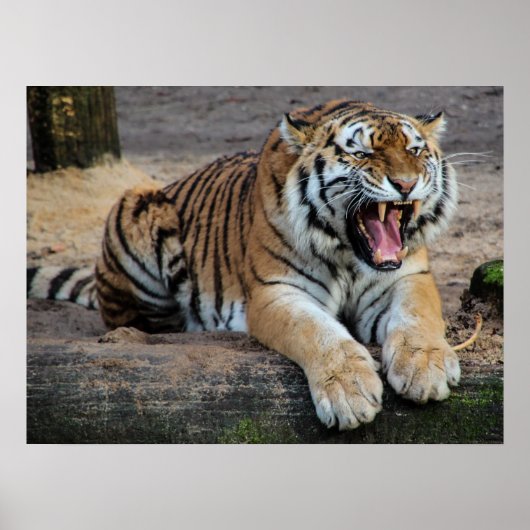Boze Brullende Tijger Foto Poster (Voorkant)