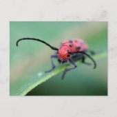 Boze Rode Kever Bug Natuurfotografie Briefkaart (Voorkant)