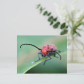 Boze Rode Kever Bug Natuurfotografie Briefkaart (Staand voorkant)