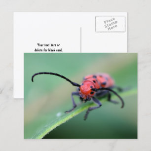 Boze Rode Kever Bug Natuurfotografie  Briefkaart