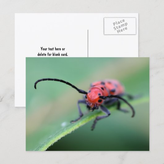 Boze Rode Kever Bug Natuurfotografie Briefkaart (Voorkant / Achterkant)