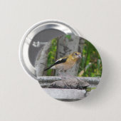 Boze uitziende vogel ronde button 5,7 cm (Voorkant /achterkant)