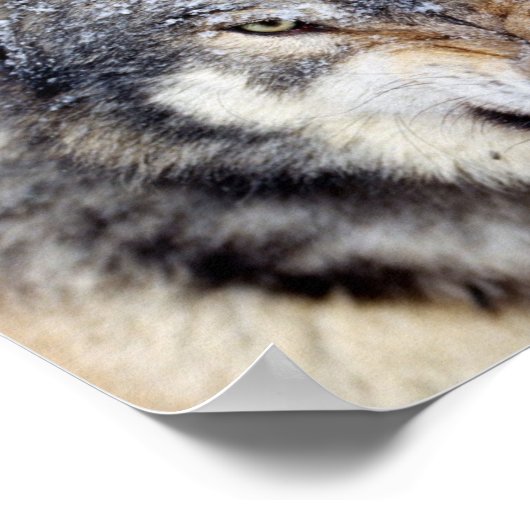 boze wolf poster (Hoek)