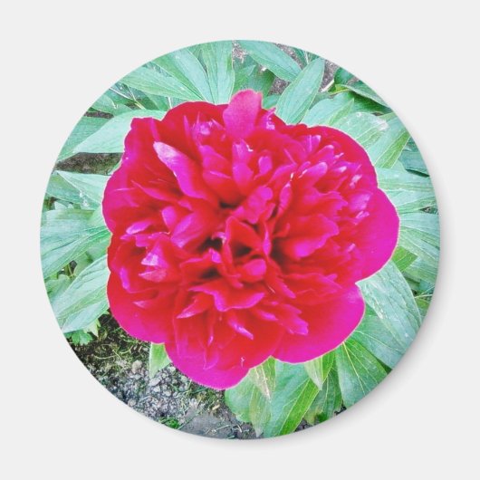 Bozur Magneet (Voorkant)