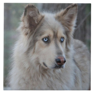 Bozworth de Malamutt Tegeltje