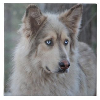 Bozworth de Malamutt Tegeltje