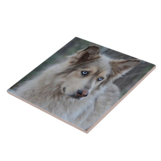 Bozworth de Malamutt Tegeltje (Zijkant)