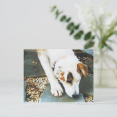 BQ- Cute Husky Mix Dog Briefkaart (Staand voorkant)