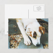 BQ- Cute Husky Mix Dog Briefkaart (Voorkant / Achterkant)