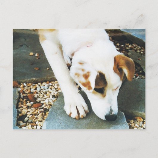 BQ- Cute Husky Mix Dog Briefkaart (Voorkant)