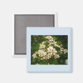 Braam bloei magneet (Voorkant / Achterkant)