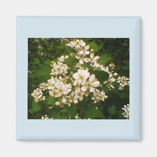 Braam bloei magneet (Voorkant)