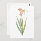 braambes (Belamcanda chinensis) van Redouté Briefkaart (Voorkant / Achterkant)