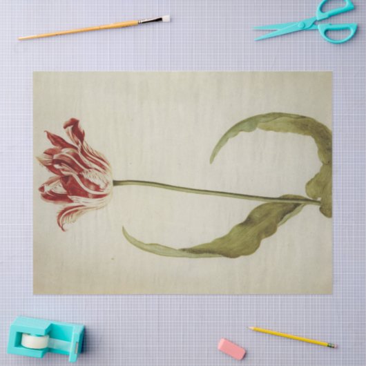 Brabantson Tulip van Judith Leyster Tissuepapier (Craft)