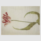 Brabantson Tulip van Judith Leyster Tissuepapier (Voorkant)