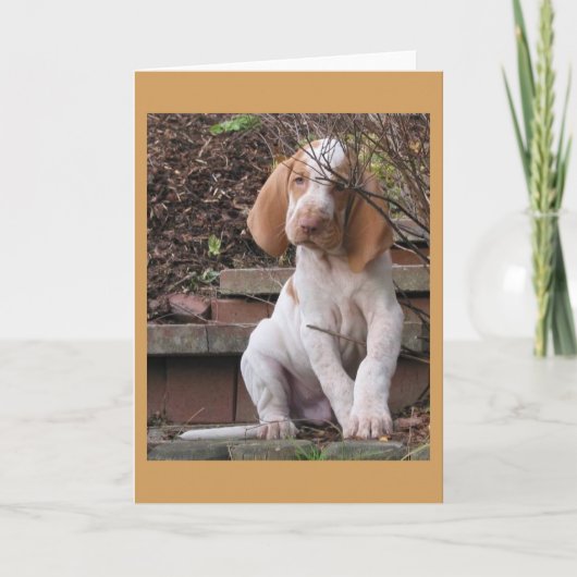 Bracco Italiano Greeting Card Kaart (Voorkant)