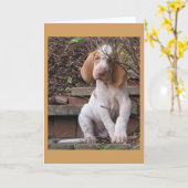 Bracco Italiano Greeting Card Kaart (Gele Bloem)