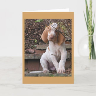 Bracco Italiano Greeting Card Kaart