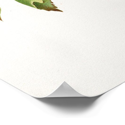 Brachetto druif Giorgio Gallesio Poster (Hoek)