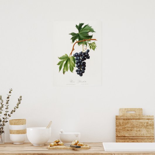 Brachetto druif Giorgio Gallesio Poster (Keuken)