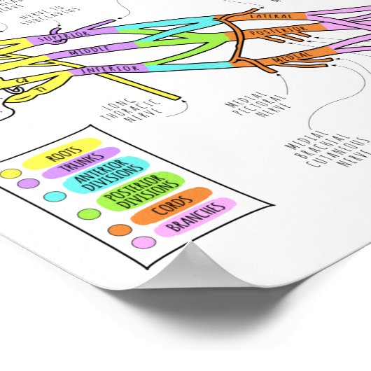 Brachial Plexus Poster (Hoek)