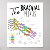 Brachial Plexus Poster (Voorkant)