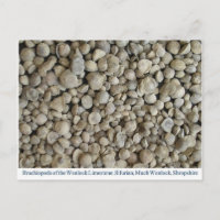 Brachiopod fossielen van de Wenlock-kalksteen