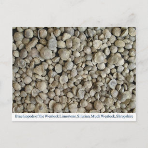 Brachiopod fossielen van de Wenlock-kalksteen Briefkaart