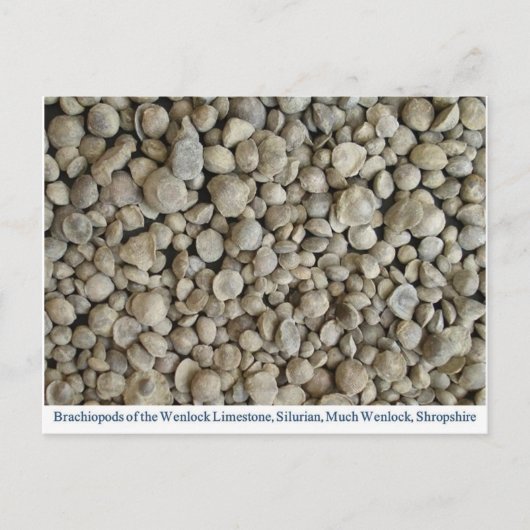 Brachiopod fossielen van de Wenlock-kalksteen Briefkaart (Voorkant)