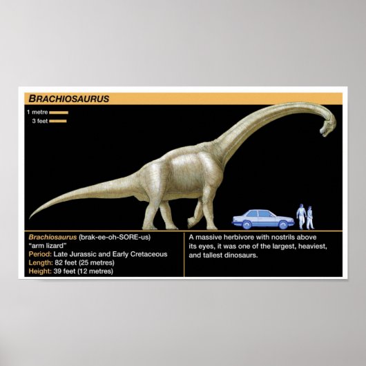 Brachiosaurus - Biology Jurassic Poster (Voorkant)