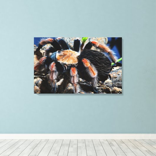 Brachypelma boehmei canvas afdruk (Insitu (Houten vloer))