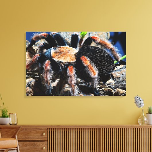 Brachypelma boehmei canvas afdruk (Insitu (Woonkamer))