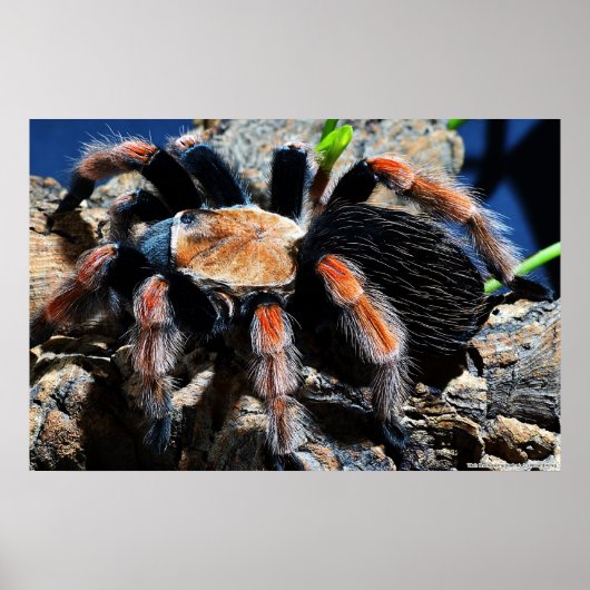 Brachypelma boehmei poster (Voorkant)