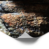 Brachypelma boehmei poster (Hoek)