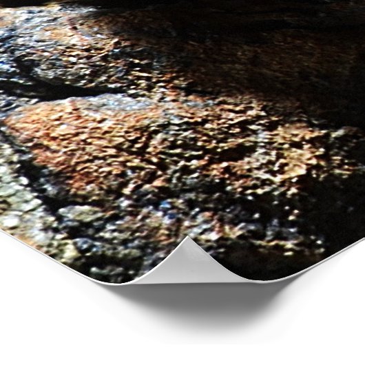 Brachypelma boehmei poster (Hoek)