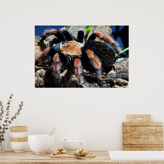 Brachypelma boehmei poster (Keuken)
