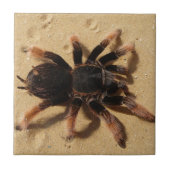 Brachypelma tarantula spin in zand tegeltje (Voorkant)