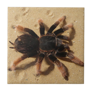 Brachypelma tarantula spin in zand tegeltje