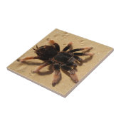 Brachypelma tarantula spin in zand tegeltje (Zijkant)
