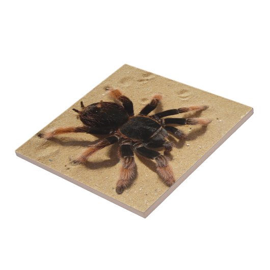 Brachypelma tarantula spin in zand tegeltje (Zijkant)