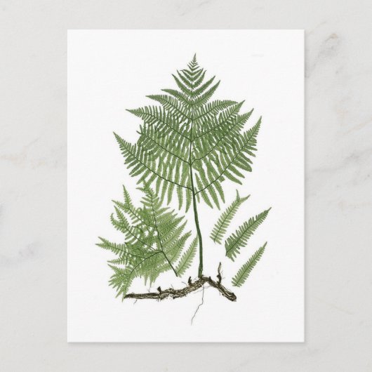 Bracken Briefkaart (Voorkant)