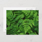 Bracken fern met regendruppels, staat Washington Briefkaart (Voorkant / Achterkant)