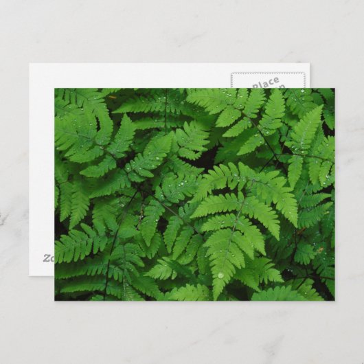 Bracken fern met regendruppels, staat Washington Briefkaart (Voorkant / Achterkant)
