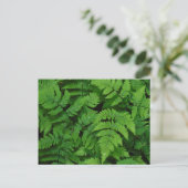 Bracken fern met regendruppels, staat Washington Briefkaart (Staand voorkant)