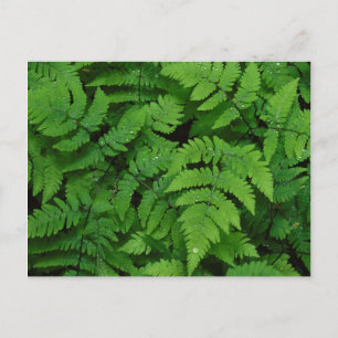 Bracken fern met regendruppels, staat Washington Briefkaart