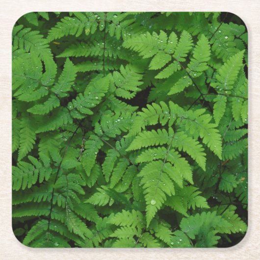 Bracken fern met regendruppels, staat Washington Kartonnen Onderzetters (Voorkant)