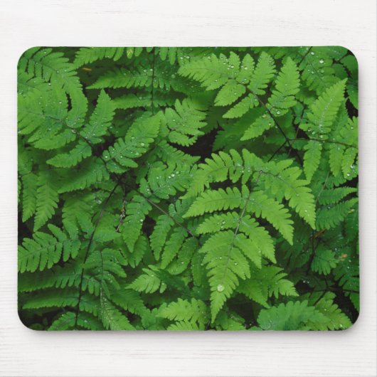 Bracken fern met regendruppels, staat Washington Muismat (Voorkant)