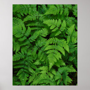 Bracken fern met regendruppels, staat Washington Poster